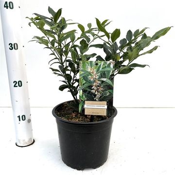 Sarcococca hookeriana