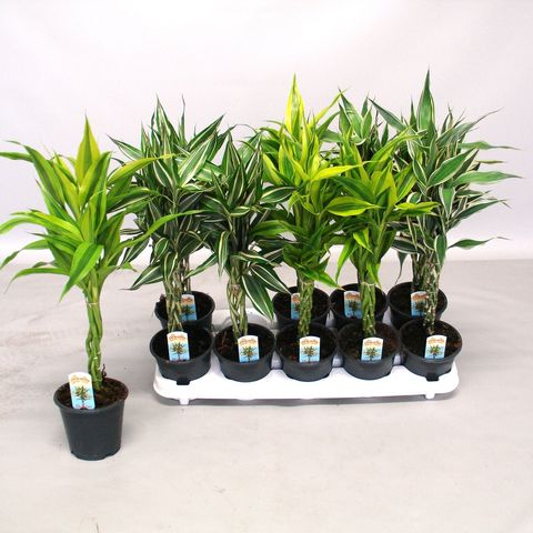 Dracaena MIX