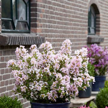 Lagerstroemia indica WITH LOVE BABE