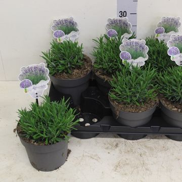 Lavandula angustifolia 'Munstead'