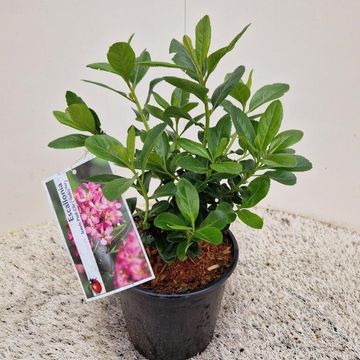 Escallonia laevis PINK ELLE