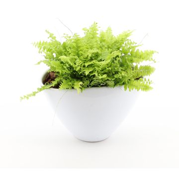 Ετοιμασίες Nephrolepis