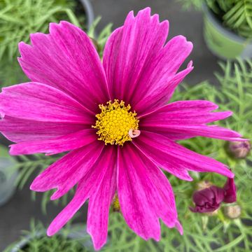 Cosmos bipinnatus 'Casanova Violet'