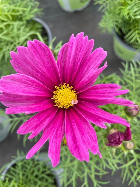 Cosmos bipinnatus 'Casanova Violet'