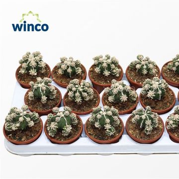 Astrophytum myriostigma 'Hakujo Fukuryu'