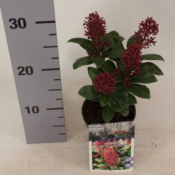 Skimmia japonica 'Celebrations'