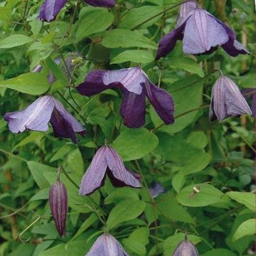 Clematis viticella (Vt)