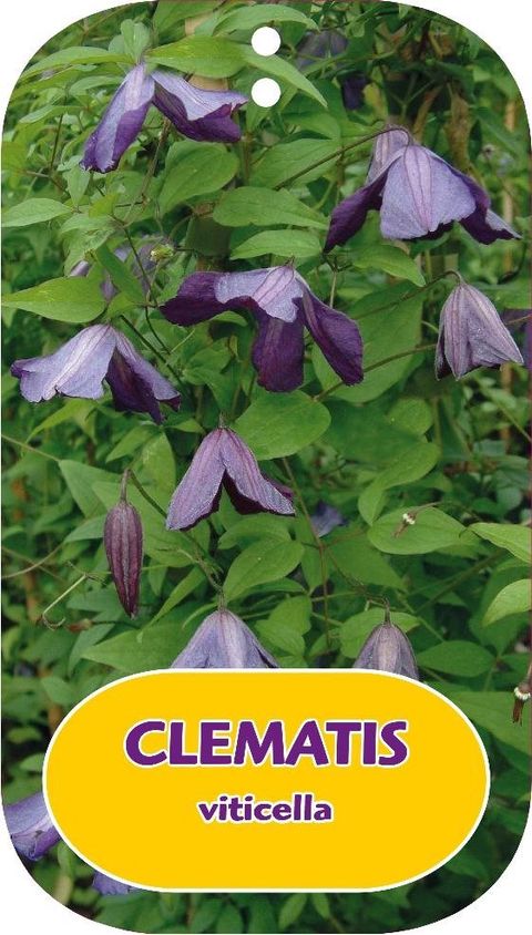 Clematis viticella (Vt)