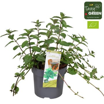 Mentha x piperita 'Black Mitcham'
