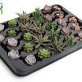 Succulents MIX