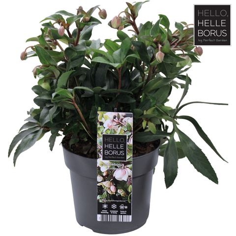 Helleborus 'Winterbells'