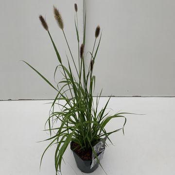 Pennisetum massaicum 'Red Bunny Tails'