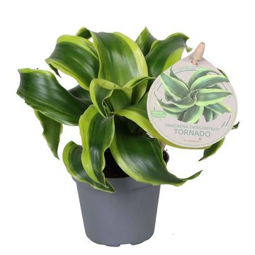 Dracaena fragrans 'Tornado'