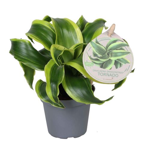 Dracaena fragrans 'Tornado'