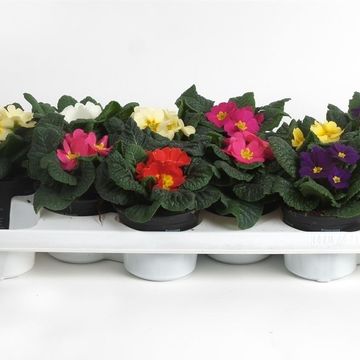 Primula ACAULIS MIX