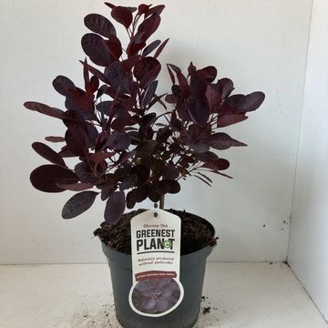 Cotinus coggygria 'Royal Purple'