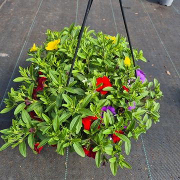 Calibrachoa MIX IN POT