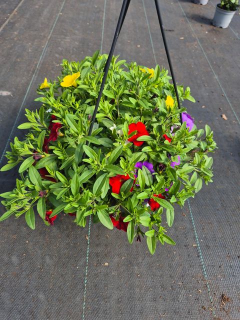 Calibrachoa MIX IN POT