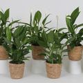 Spathiphyllum
