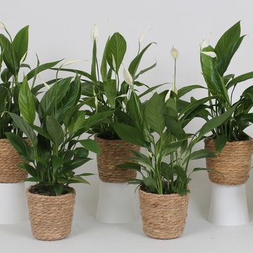 Spathiphyllum