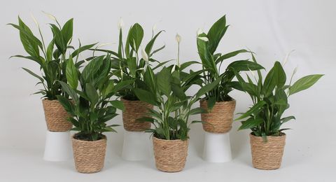 Spathiphyllum