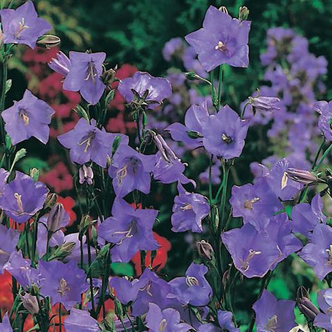 Campanula persicifolia 'Coerulea' — Plant Wholesale FlorAccess