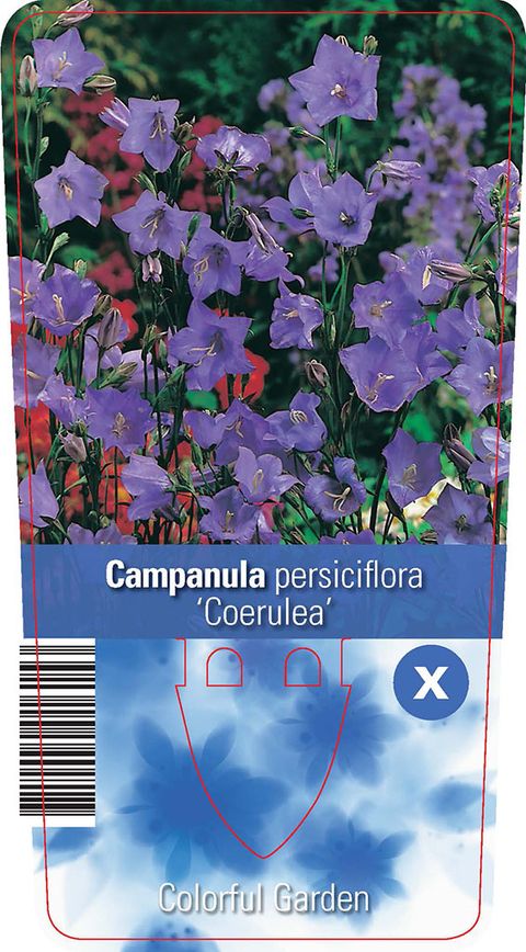 Campanula persicifolia 'Coerulea'