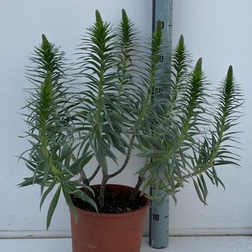 Echium webbii