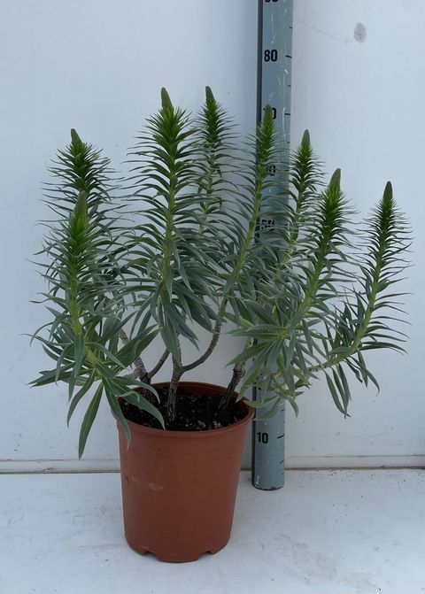 Echium webbii