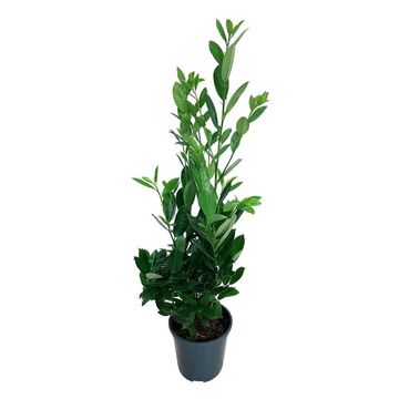 Prunus laurocerasus 'Greentorch'