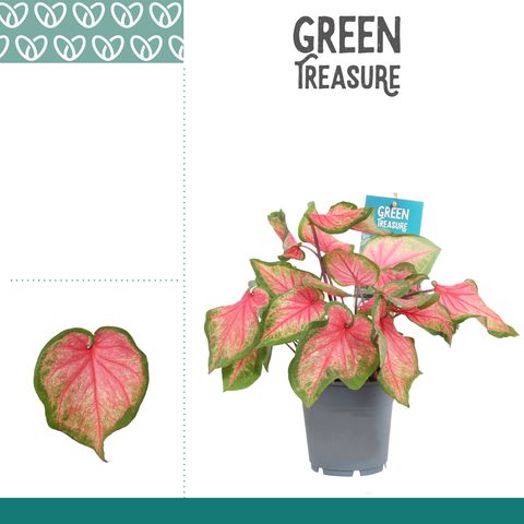 Caladium 'Chinook'