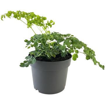 Thalictrum SPLENDIDE WHITE