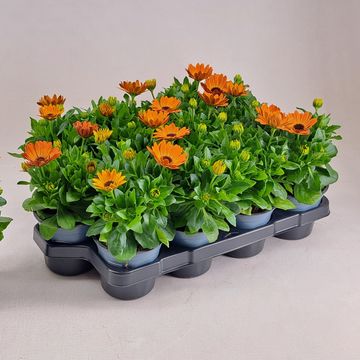 Osteospermum MARGARITA ORANGE FLARE