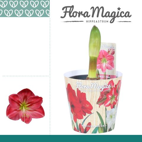 Hippeastrum 'Sweet Pink'