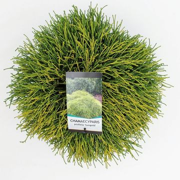 Chamaecyparis pisifera 'Sungold'