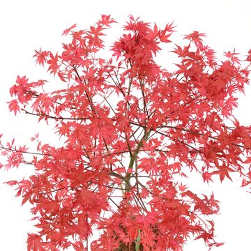 Acer palmatum 'Beni-maiko'