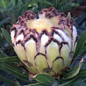 Protea 'White Night'