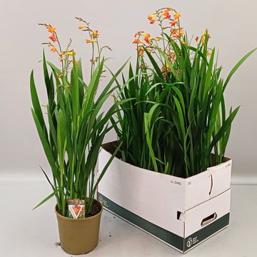 Crocosmia 'Carmine Brilliant'