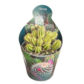 Euphorbia aggregata variegata