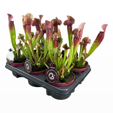 Sarracenia x mitchelliana