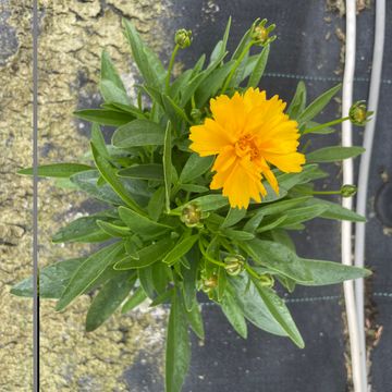 Кореопсис grandiflora 'Illico'