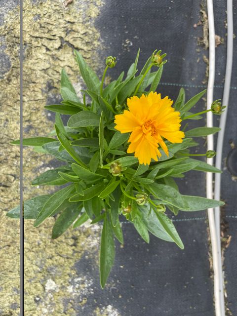 Кореопсис grandiflora 'Illico'