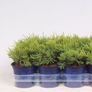 Juniperus x pfitzeriana 'Gold Coast'