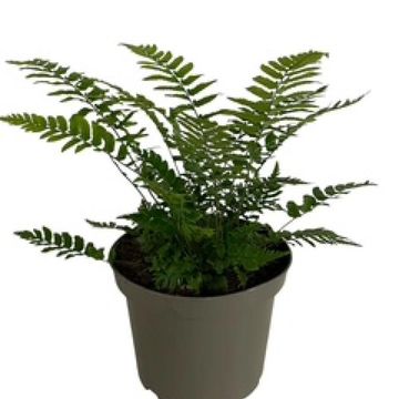 Dryopteris cycadina
