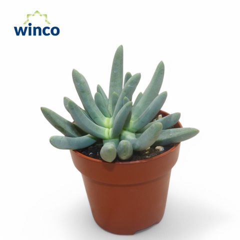 Cylindrophyllum comptonii