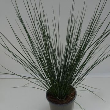Juncus tenuis 'Blue Dart'