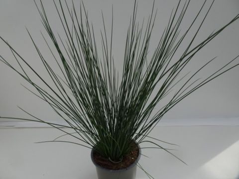 Juncus tenuis 'Blue Dart'