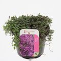Thymus praecox 'Red Carpet'
