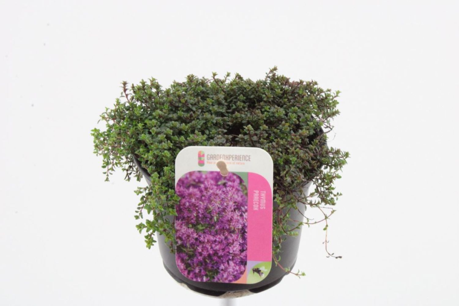 Thymus praecox 'Red Carpet' — Plant Wholesale FlorAccess