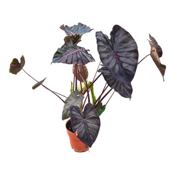 Colocasia 'Hybrid Mocha Lava'